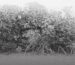 Article-Clermont-Mangrove-Planting-26032026